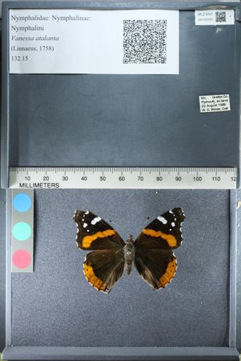 Media type: image;   Entomology 153101